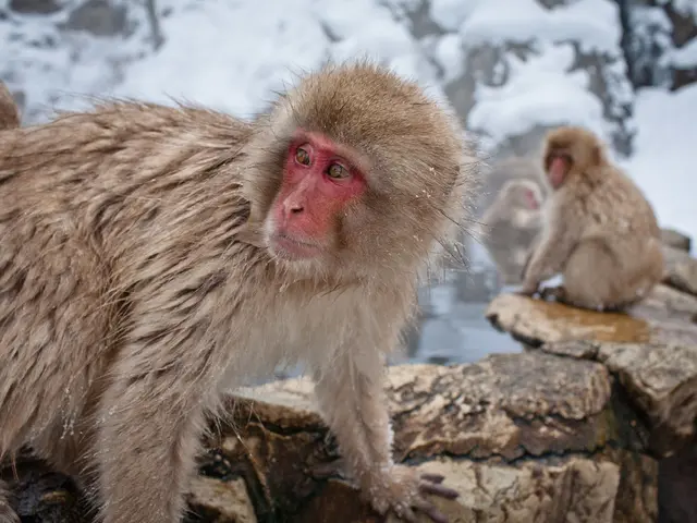 Primates, our ancestors, weighed less than an ounce and emerged unexpectedly in cold, rather than...