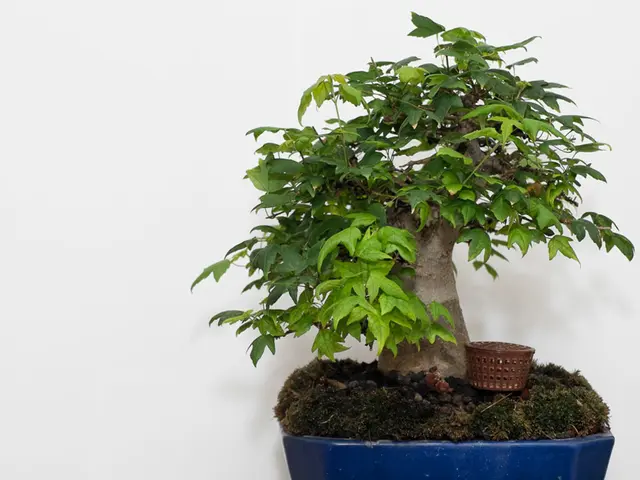 Repotting Bonsai Soil: Selecting the Ideal Blend for Nurturing Growth